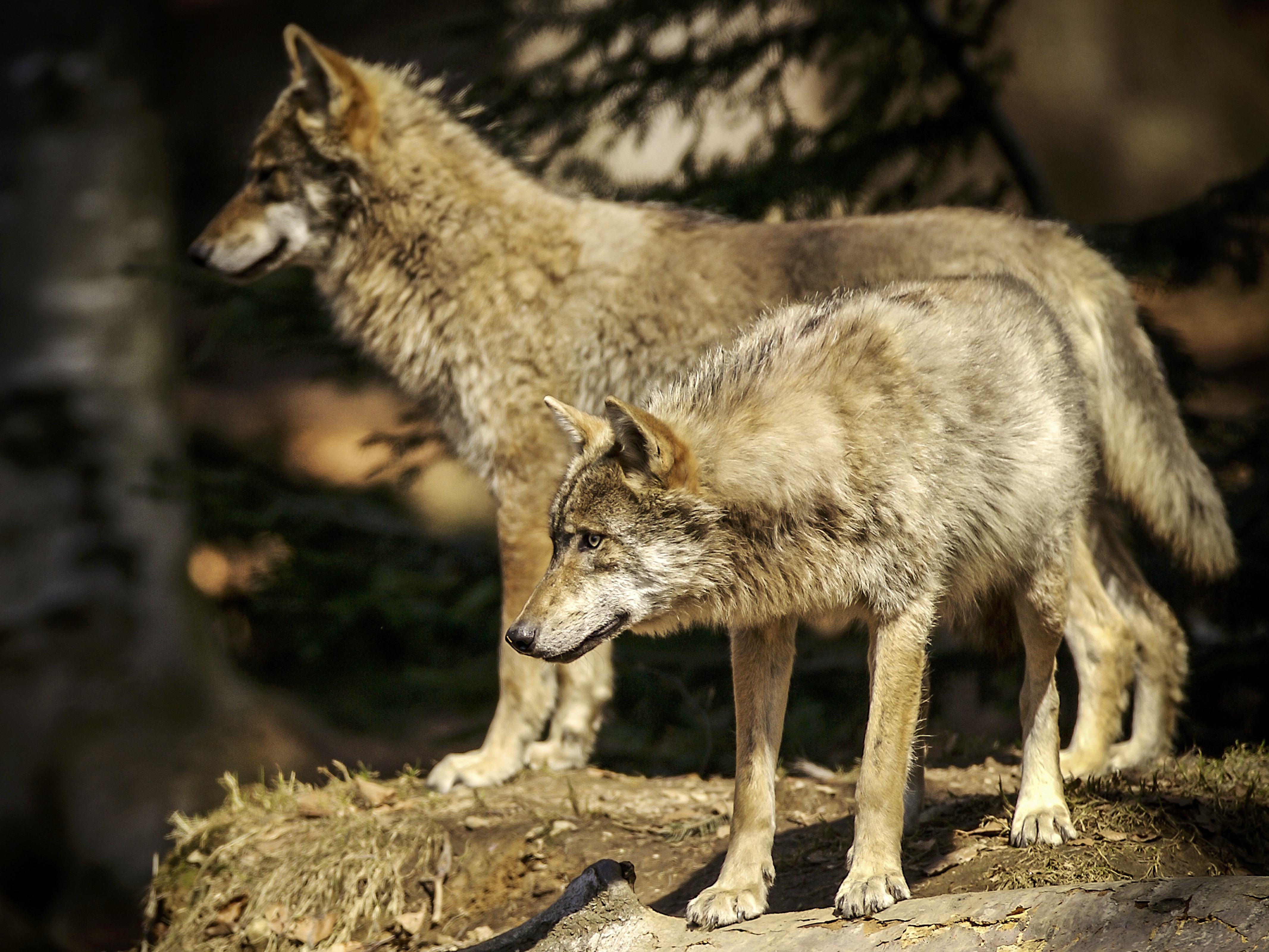 La sagesse du loup 68